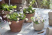 Bellis perennis (daisies) in clay pots, small shrub