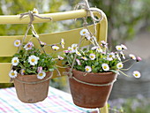 Bellis perennis (Gänseblümchen) in Tontöpfen an Stuhllehne gehängt