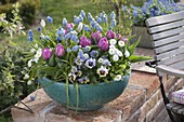 Turquoise bowl with Tulipa 'Lilac Star' (double tulips), Muscari