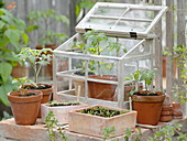 Pots with seedlings of tomatoes, peppers