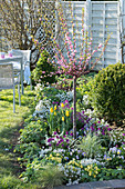 Prunus triloba (almond tree) in spring bed with Erysimum (golden varnish)