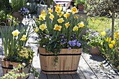Wooden trough with Narcissus 'Cairngorm' yellow-white, 'Delibes' yellow-orange (daffodils)