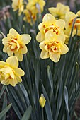 Narcissus 'Tahiti' (Double daffodils)