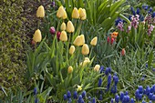 Tulipa 'Yellow Flight' (tulips) in a spring border with Muscari