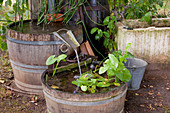 Noun: old wooden barrels in the shade as a water feature, planted with marsh plants