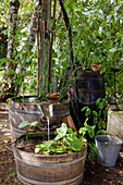 Noun : alte Holzfässer im Schatten als Wasserspiel , bepflanzt mit Sumpfpflanzen