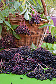 Freshly harvested elderberries (Sambucus nigra), basket