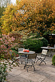 Noun : durch Bäume geschützte Terrasse, Abelia (Abelie), Liriodendron tulipifera (Tulpenbaum) in Herbstfarben, Kürbisse auf dem Tisch