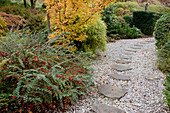 Noun: Cotoneaster horizontalis (Fächer-Zwergmispel) mit roten Beeren im Herbstbeet, Acer (Ahorn) an Kies-Weg mit Trittsteinen