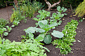 Noun: mixed bed with lamb's lettuce (Valerianella locusta), broccoli, white cabbage and kale (Brassica), fennel (Foeniculum) and strawberry plants