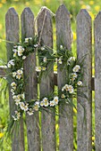 Herz aus Gräsern und Bellis perennis (Gänseblümchen) an Zaun gehängt