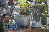 Blue-yellow spring bouquet in zinc watering can as vase