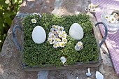 Blossoms of bellis in egg shape accompanied by Easter eggs