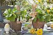 Salad (Lactuca) in clay pots Easterly with fabric easter bunny