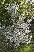 Malus 'Evereste' (ornamental apple)