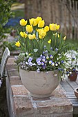 Tulipa 'Yellow Flight' (tulips), Viola cornuta (horned violet), Muscari