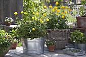 Trollius europaeus (troll flowers) in metal bucket and basket