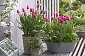 Tulipa 'Ollioules' (tulips), savory (Satureja) and parsley