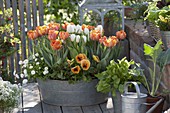 Tulipa 'Orange Princess', 'Arctic' (tulips), Viola wittrockiana (pansy)