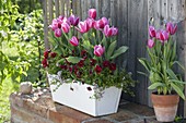 Wooden box and clay pot planted with Tulipa 'Ollioules' (tulips)