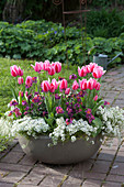 Pink-weiße Frühlingsschale : Tulipa 'Ollioules' (Tulpen), Erysimum