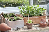 Seedlings and young plant of vegetables and summer flowers in clay boxes