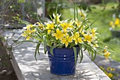 Tulipa tarda (wild tulips) in blue enamel bucket