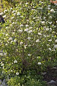 Flowering Viburnum lantana (Wooly Snowball)