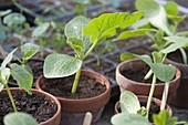 Pumpkin seedlings of Hokkaido 'Red Kuri' (Cucurbita)