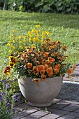 Gelb-orange bepflanzter Kübel mit Viola wittrockiana (Stiefmütterchen)