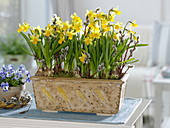Narcissus 'Tete a Tete' (Narzissen) in handgetöpfertem Keramik-Kasten