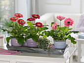 Small gerbera in cachepots on wooden tray, pilea
