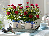 Rose chinensis in cups with lavender decor on zinc tray