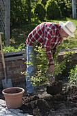 Man planting blueberry with peat in bed