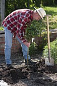 Man planting rose stems in bed