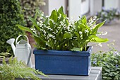 Blue ceramic box with Convallaria majalis (Lily of the Valley)
