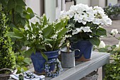 Convallaria majalis (lily-of-the-valley) and hydrangea (hydrangea)