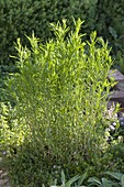 Estragon (Artemisia dranunculus)