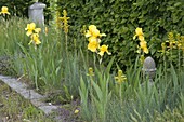 Iris barbata-elatior (Schwertlilien), Asphodeline lutea (Junkerlilien) und T