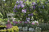 Syringa vulgaris 'Katharine Havemeyer' (Flieder), Tulipa (Tulpen)