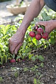 Harvesting radishes (Raphanus sativus)