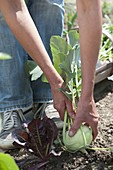 Harvesting kohlrabi (Brassica oleracea var. gongylodes)