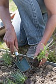 Planting Dianthus (carnations) in the border