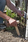 Planting peaches on trellis