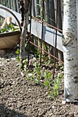 Plant sweet peas on trellis