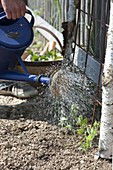 Planting peaches on trellis