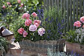 Basket box with Pelargonium zonale (standing geraniums), lavender