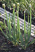 Winter onions in vegetable bed (Welsh onion)
