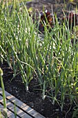 Winterzwiebeln im Beet (Allium fistulosum)
