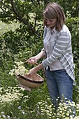 Frau erntet Blüten von Matricaria chamomilla (Echte Kamille) für Tee